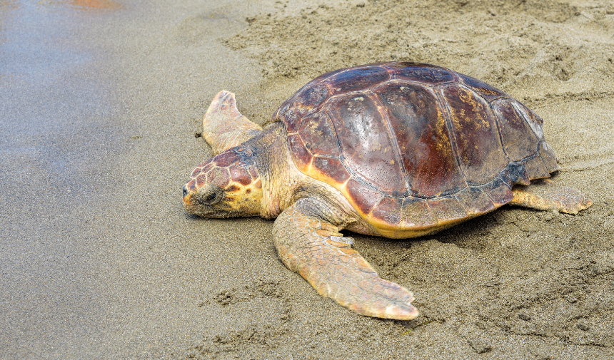 Caretta Caretta