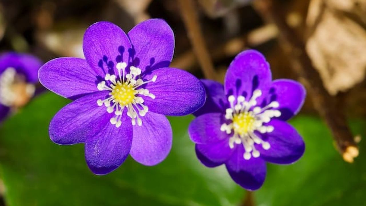 Adonis’in Ölümü Ve Anemon Çiçeği Efsanesi (2)