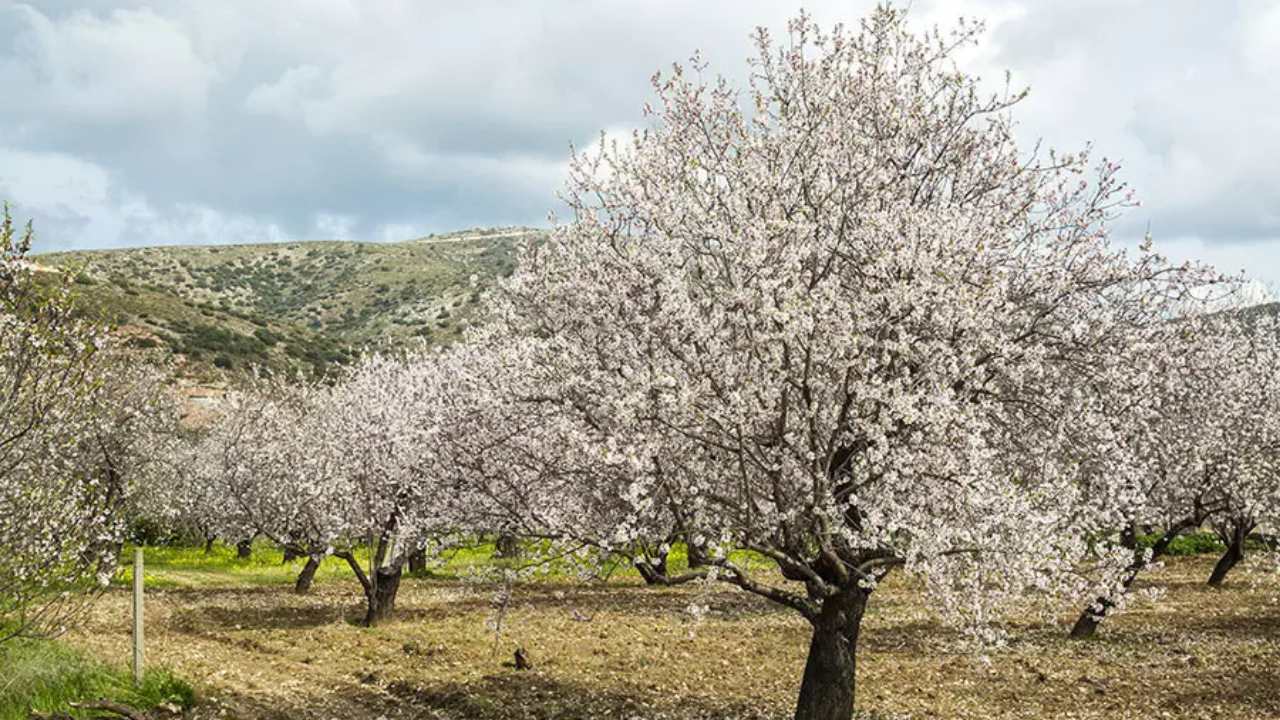 Badem Ağacı (1)