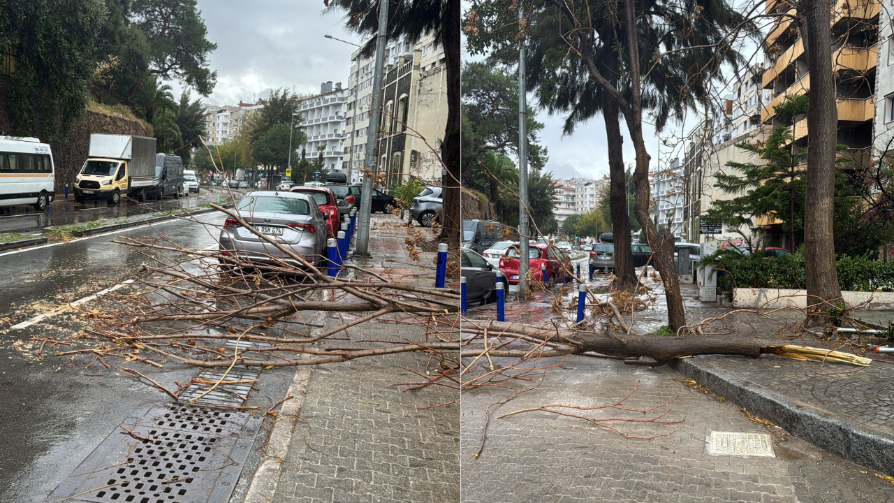 İzmir Mithat Paşa Caddesi'nde Taksinin Üstüne Ağaç Devrildi! (2)