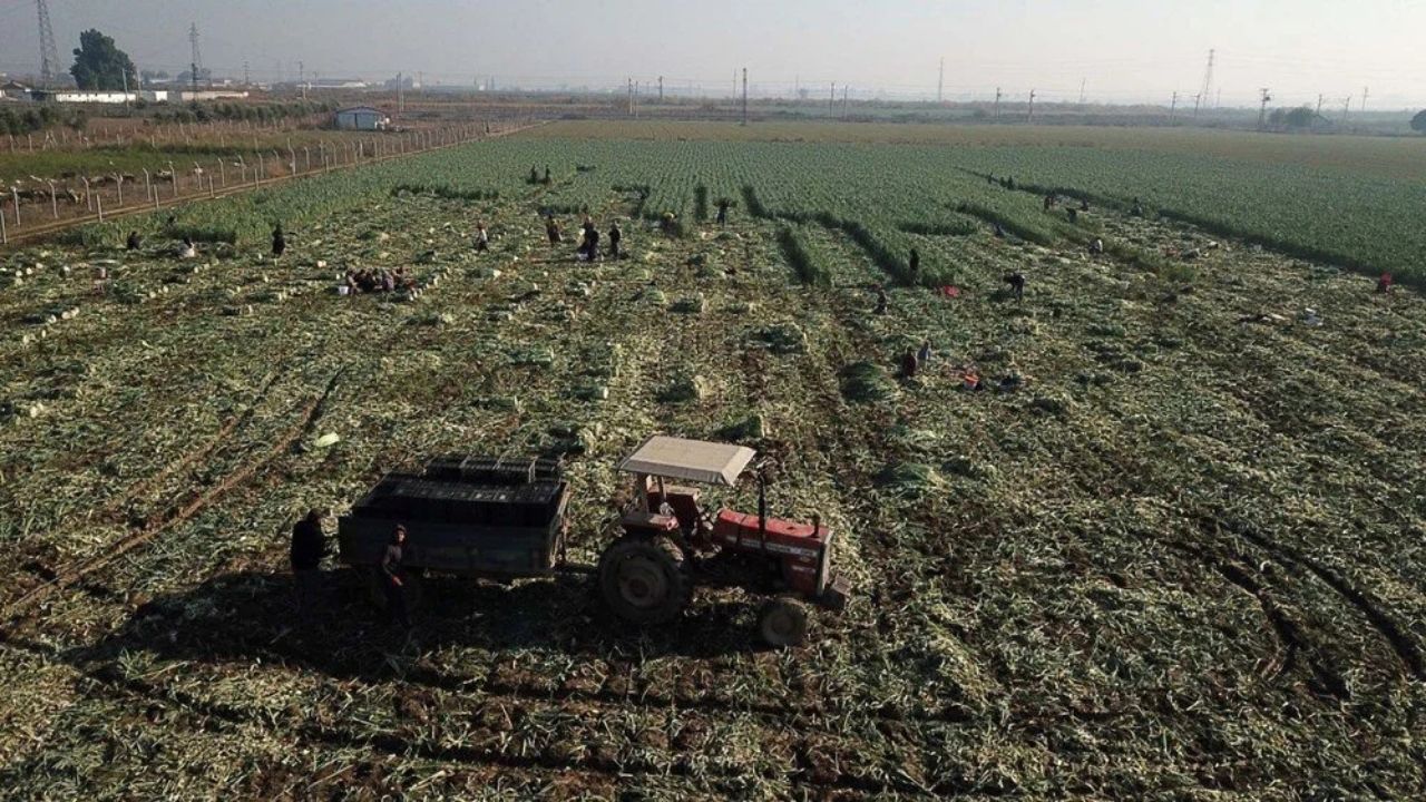 İzmir Torbalı'da Kuraklık Alarmı Üreticiler Ve Tüketiciler Zor Durumda!