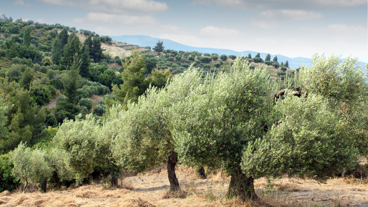 Zeytin Ağacı