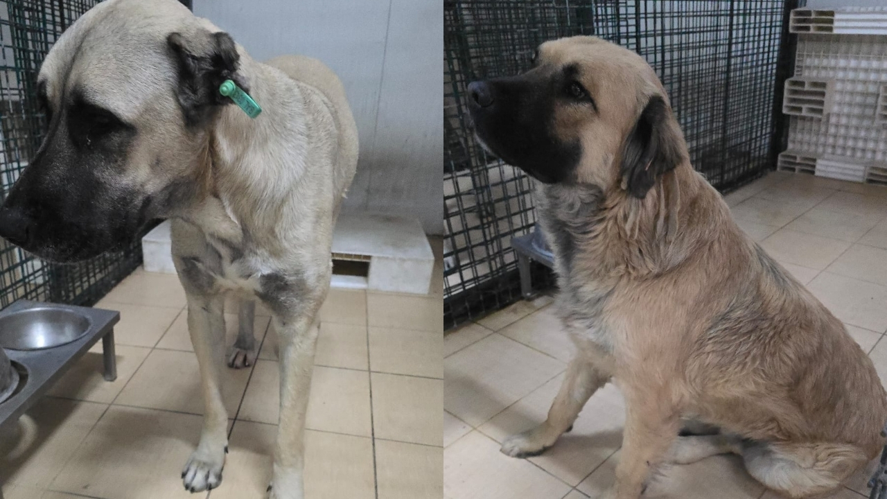 Balçova Sahiplendirme