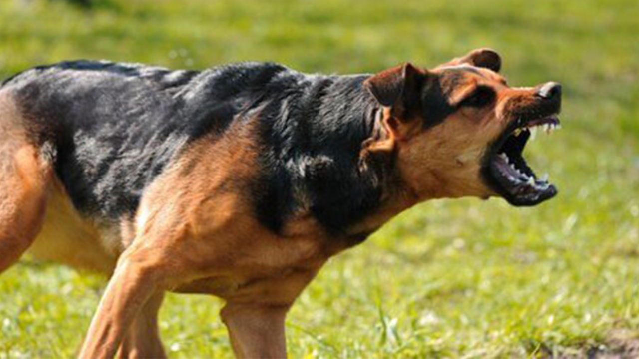 Köpek Saldırısı-1