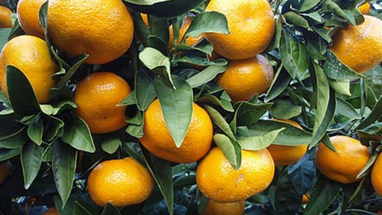 Satsuma Mandalinası-1