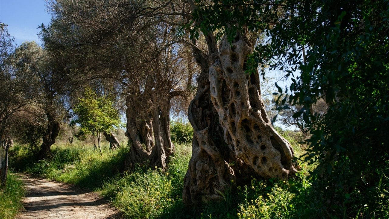 Zeyti̇n Yolu-1