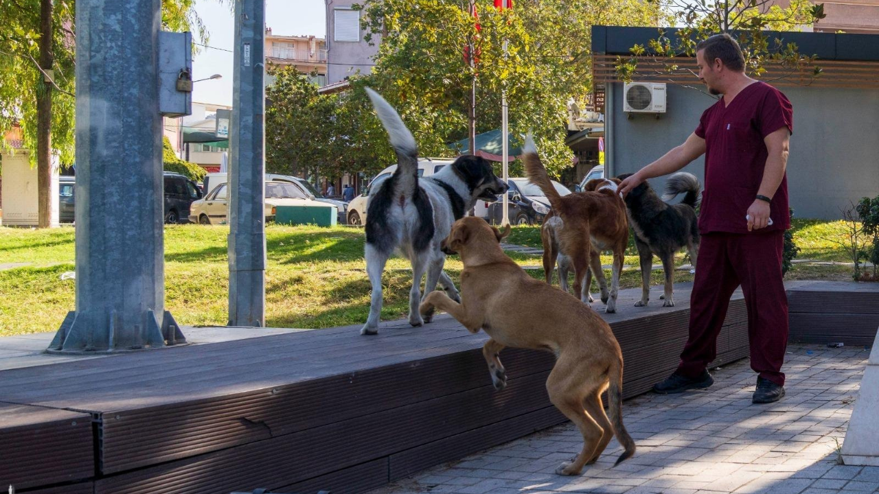 11 Ilçede Sahipsiz Hayvan Sayımı Tamamlandı