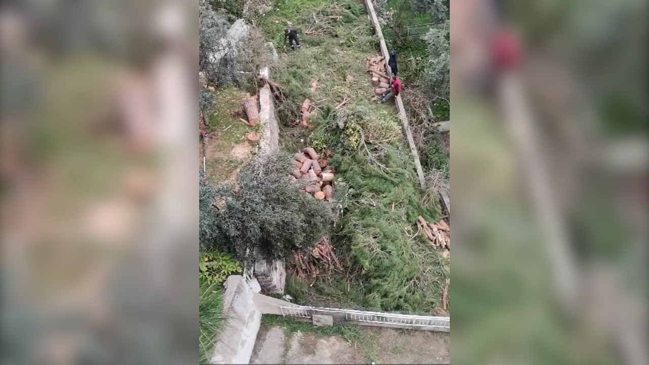 İzmir Karabağlar Ağaç Kesimi 2