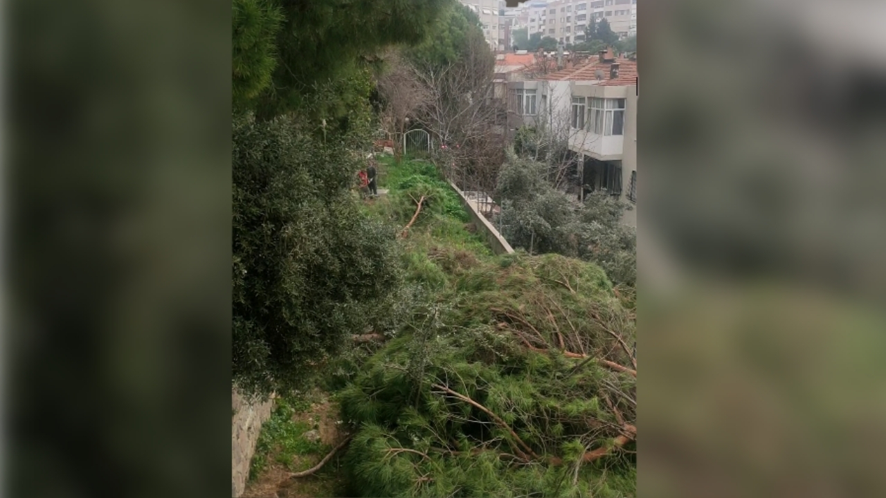İzmir Karabağlar Ağaç Kesimi