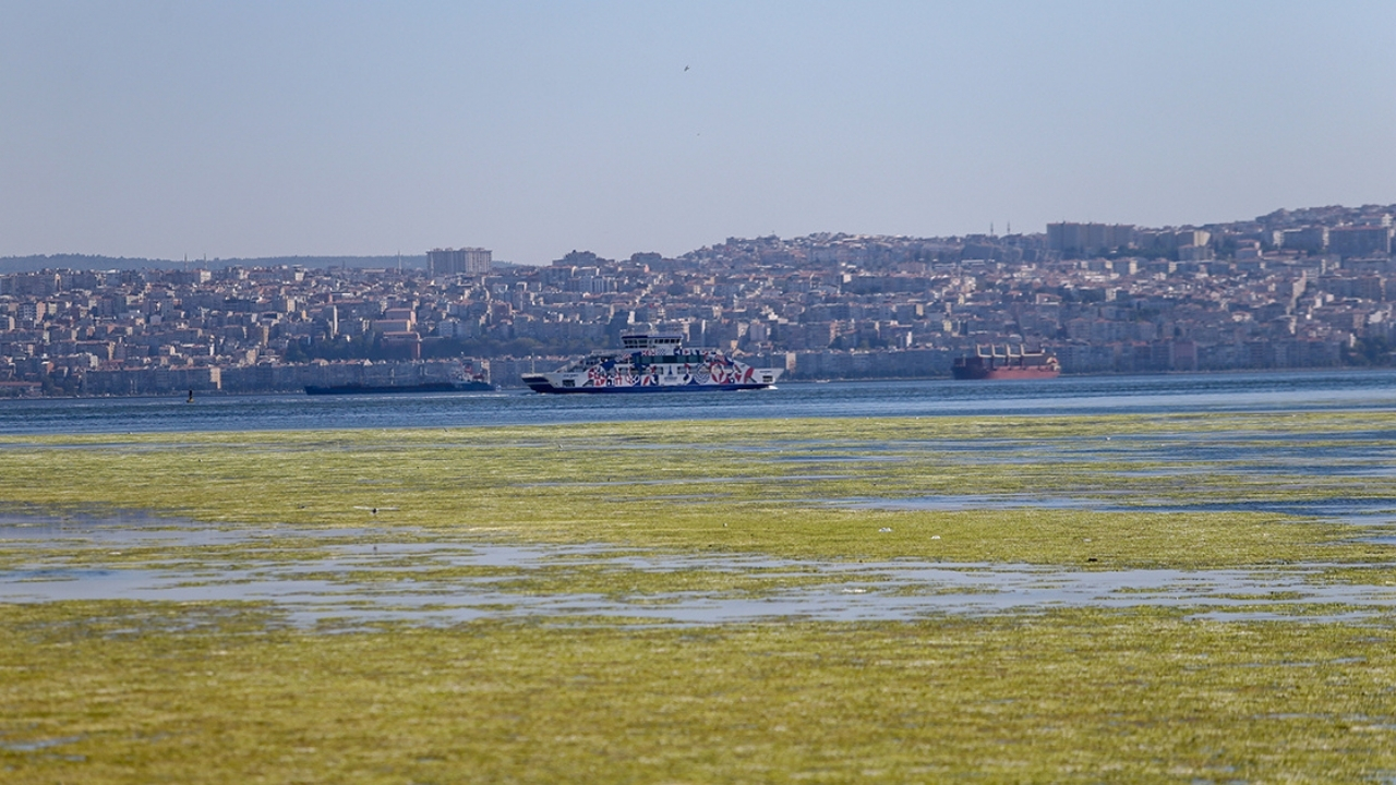 İzmir Körfezi Deniz Marulu