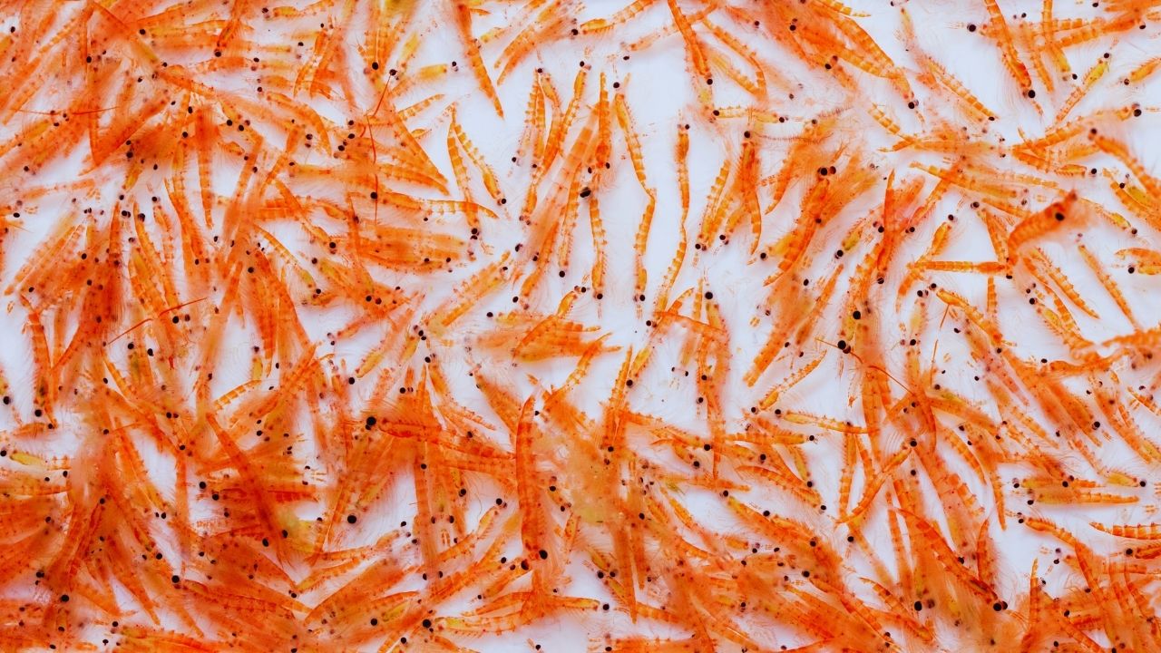 Krill Kabuklu