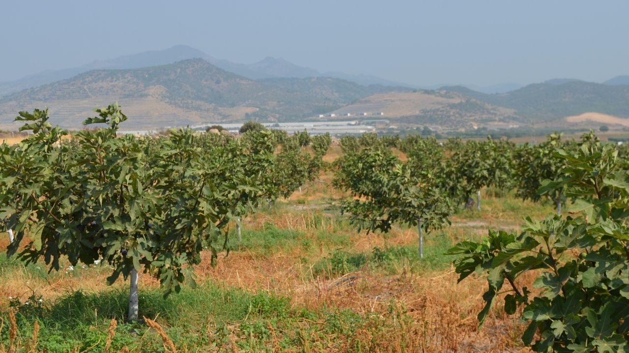 Si̇yah Orak1