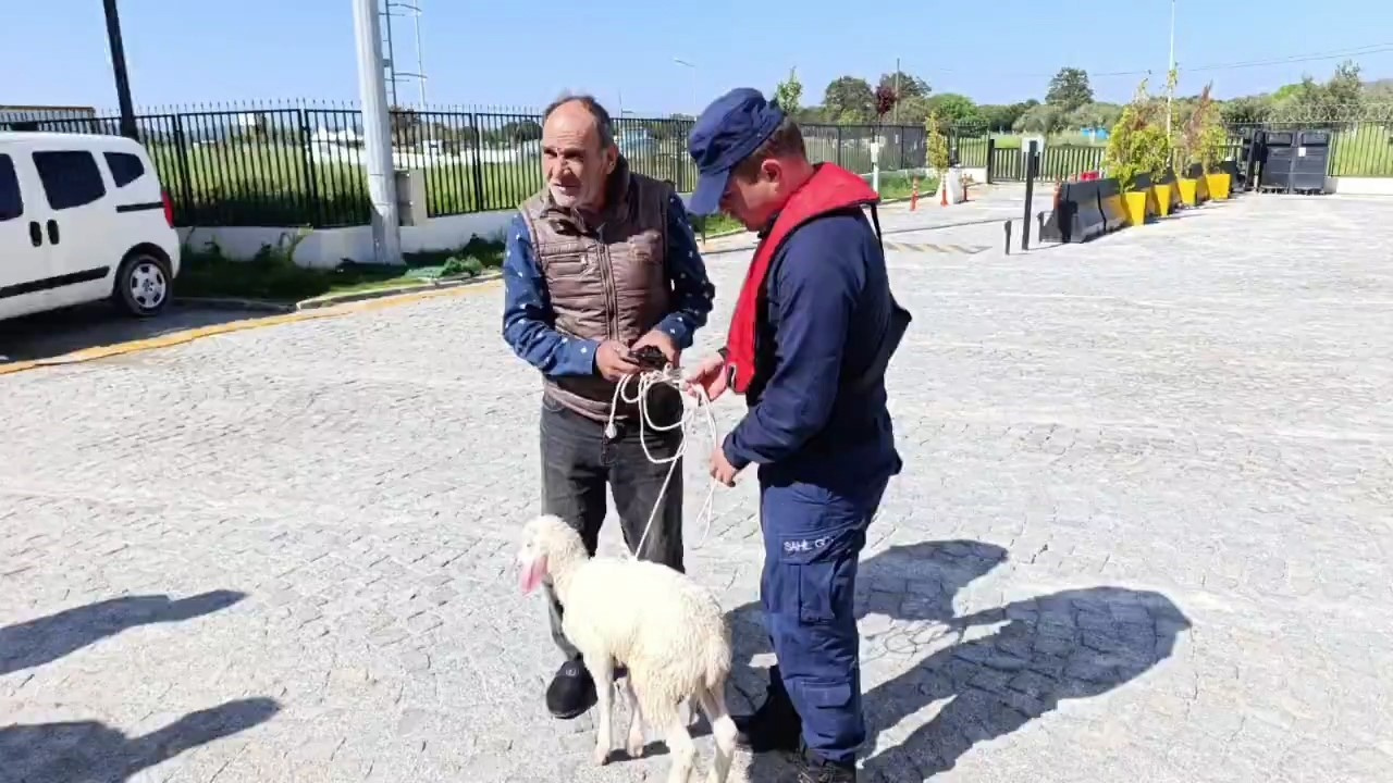 Denize Düşen Kuzu2