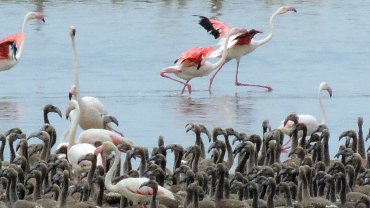 Flamingo Bornova (1)
