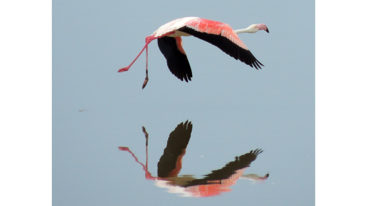 Flamingo Bornova (2)