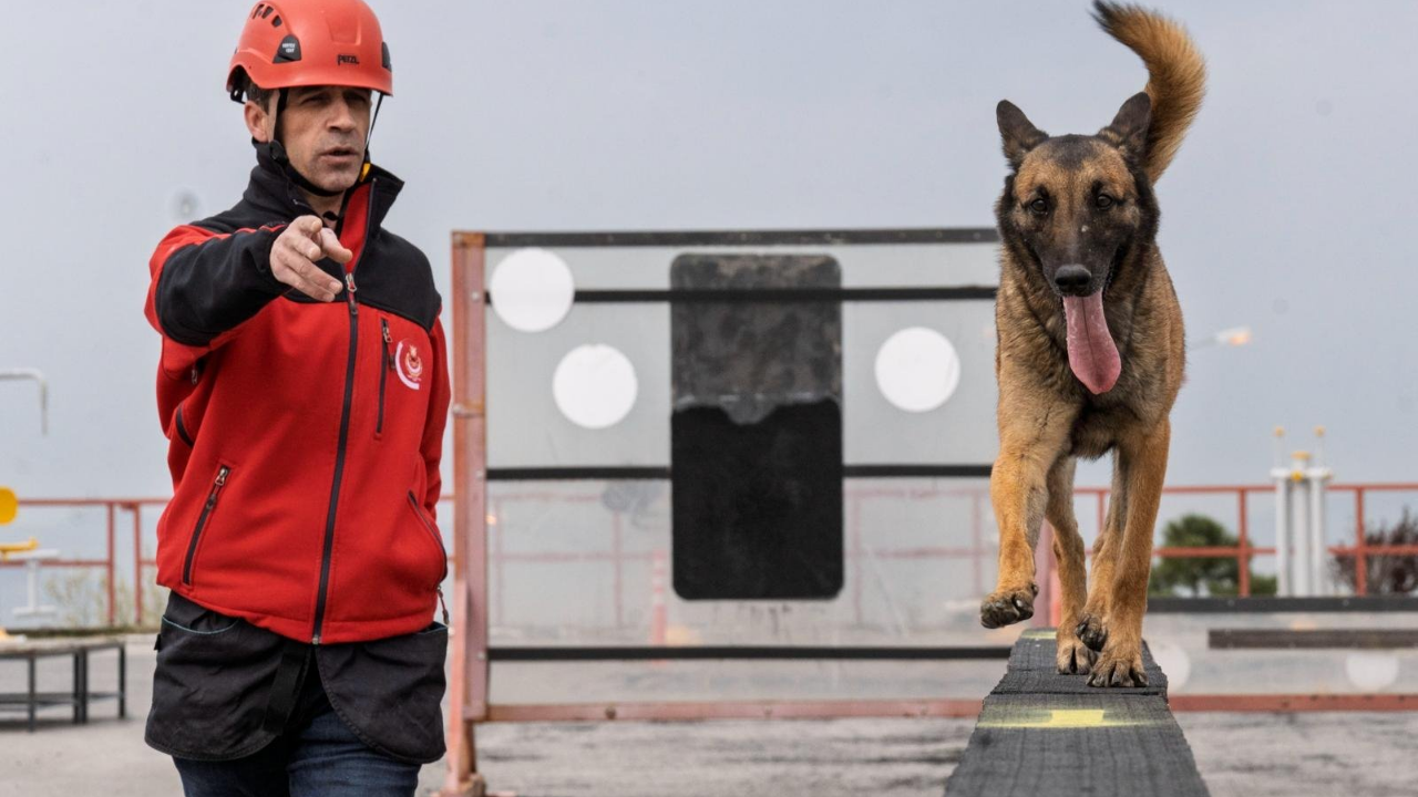 Itfaiye Köpekler (1)
