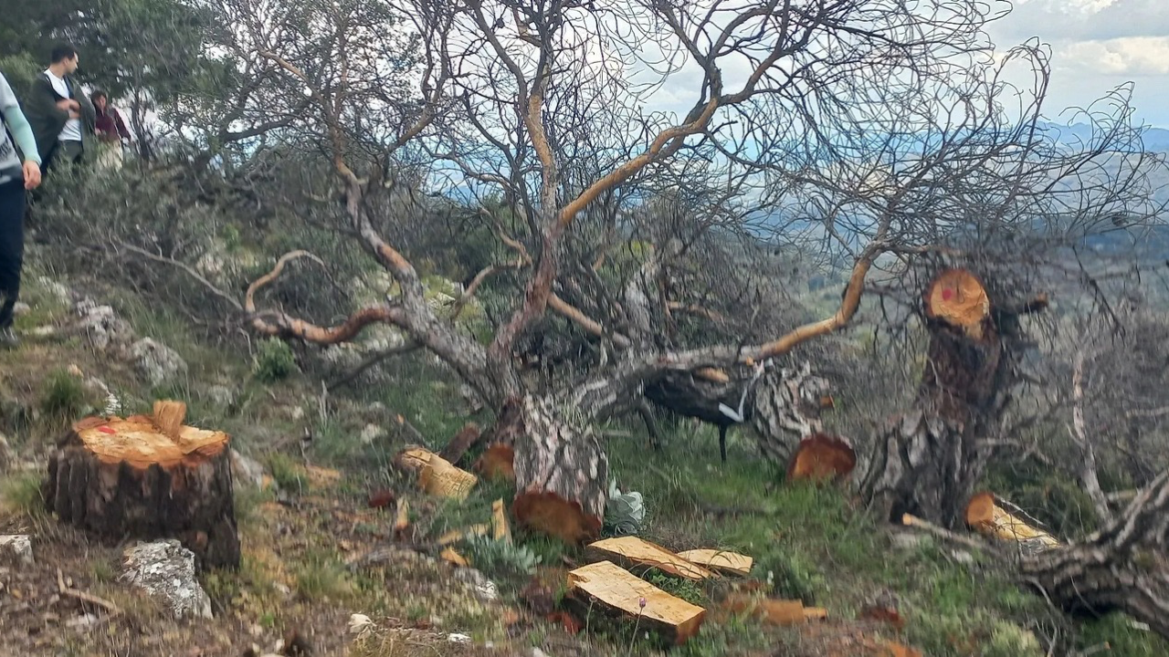 Izmirde Ağaç Katliamı-2