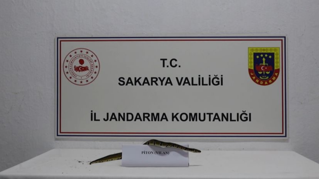 Kraliyet Pitonu2