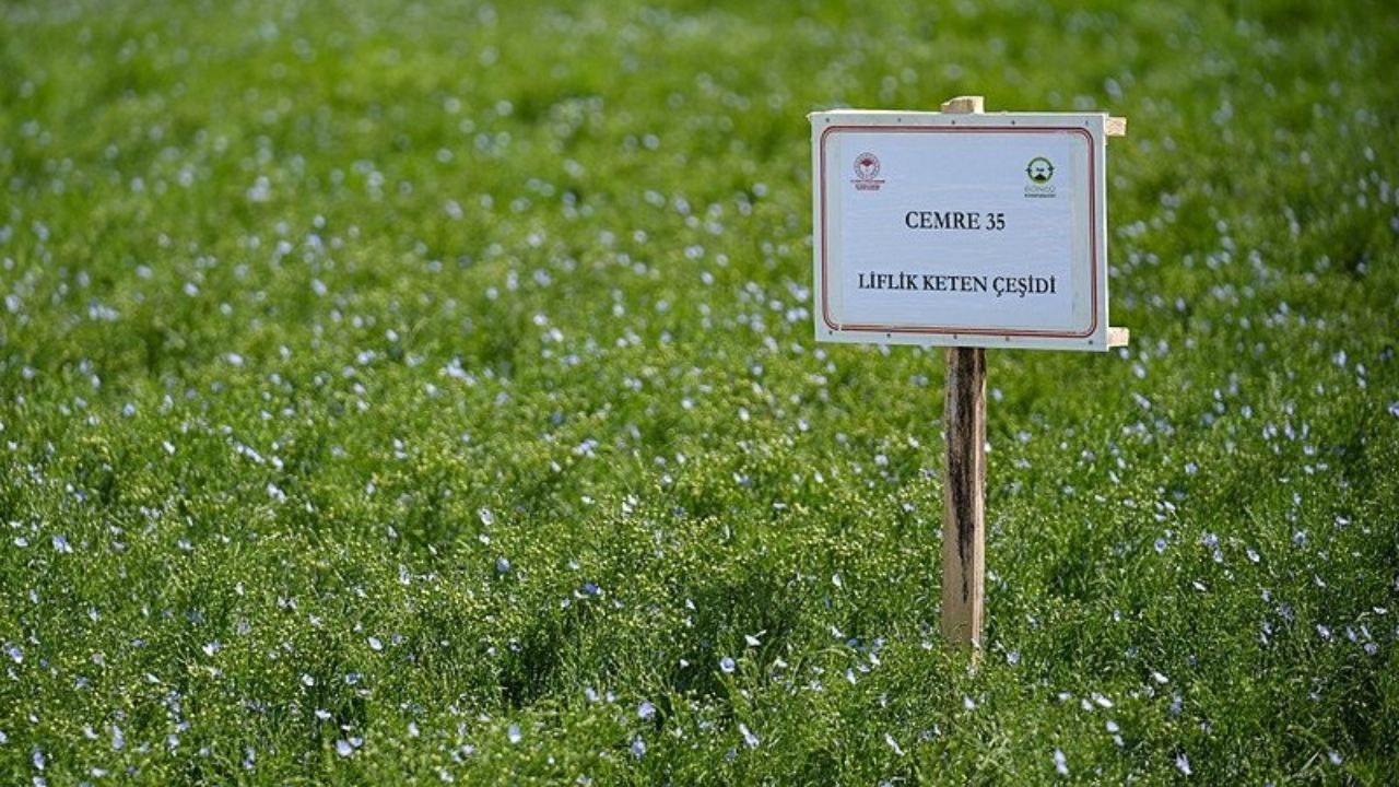 Liflik Keten Çeşidi