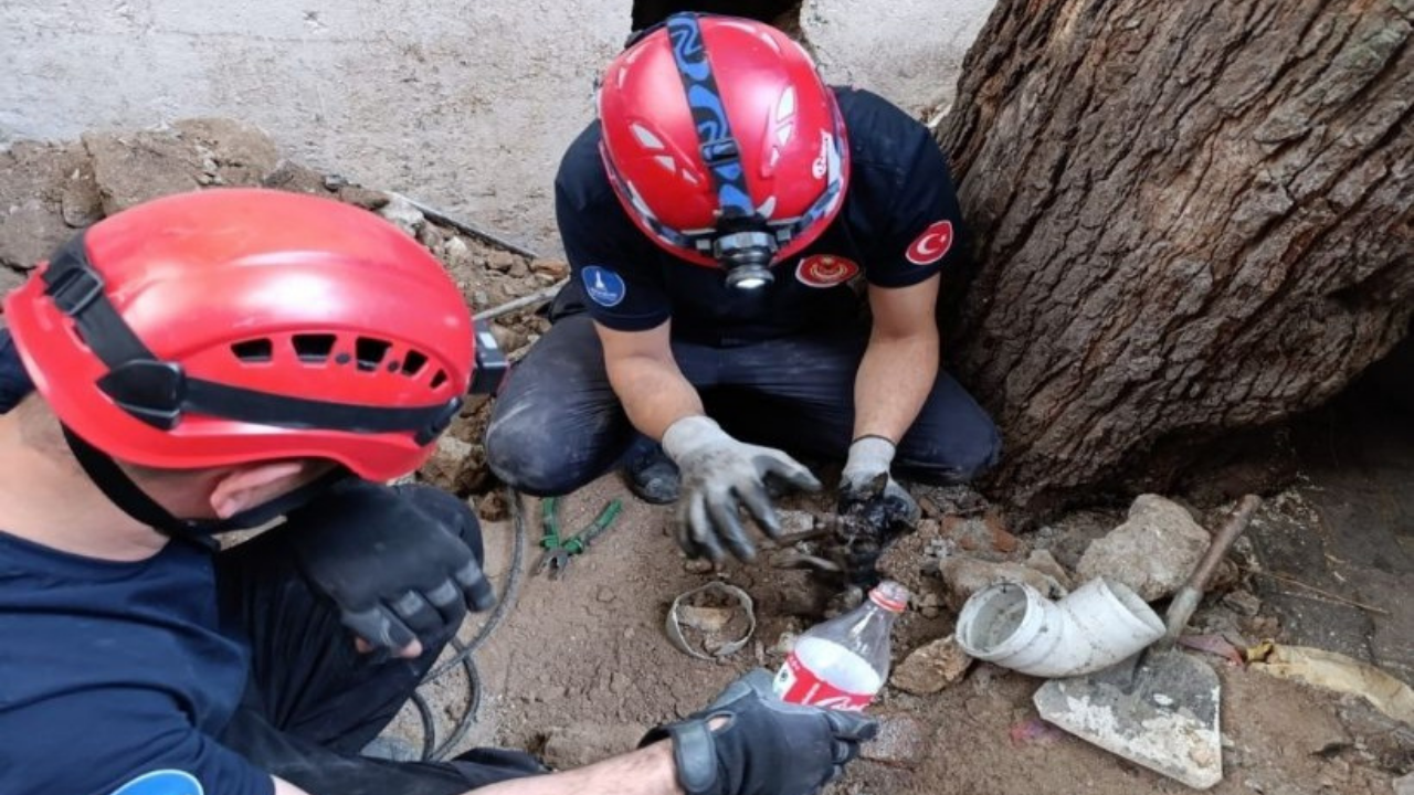 Bacaya Sıkışan Kedii
