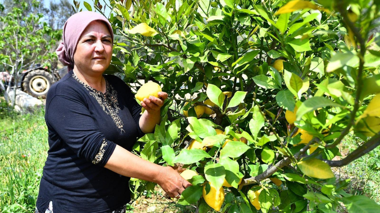 Eko Pazar Izmir Tarla