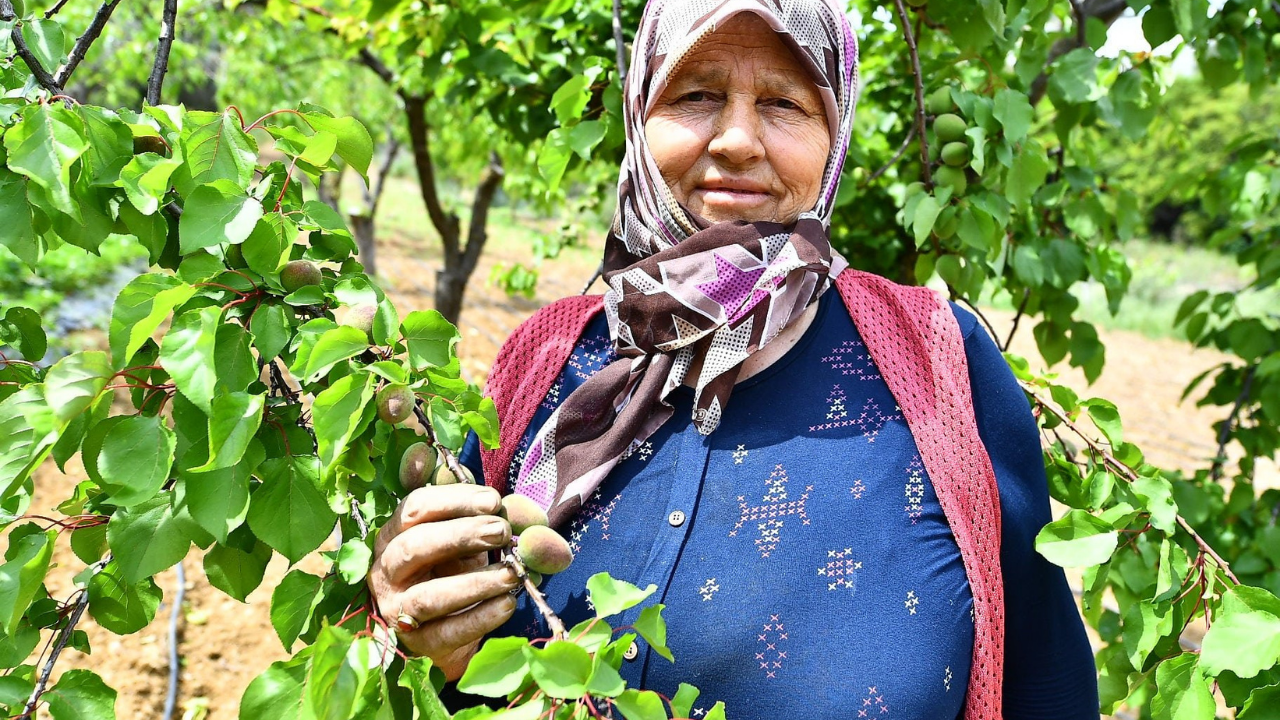 Eko Pazar Izmir Tarladan Pazara