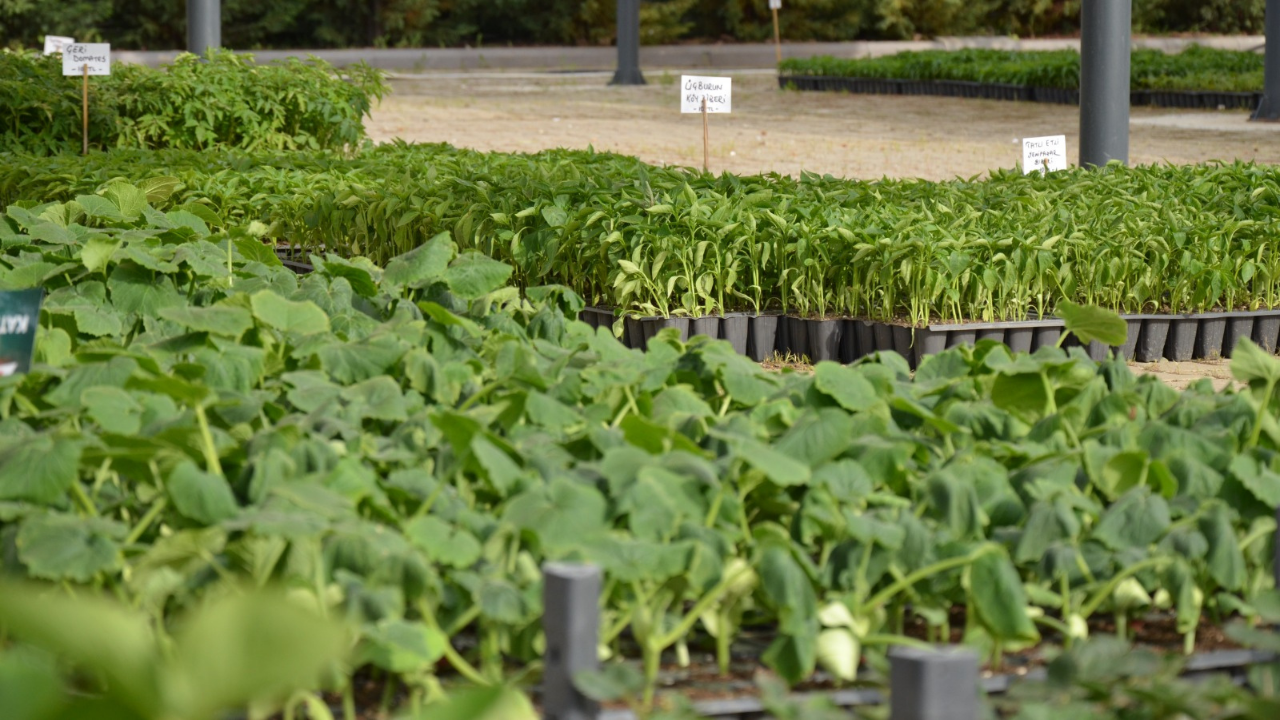 Izmirdesondakika (1)-128