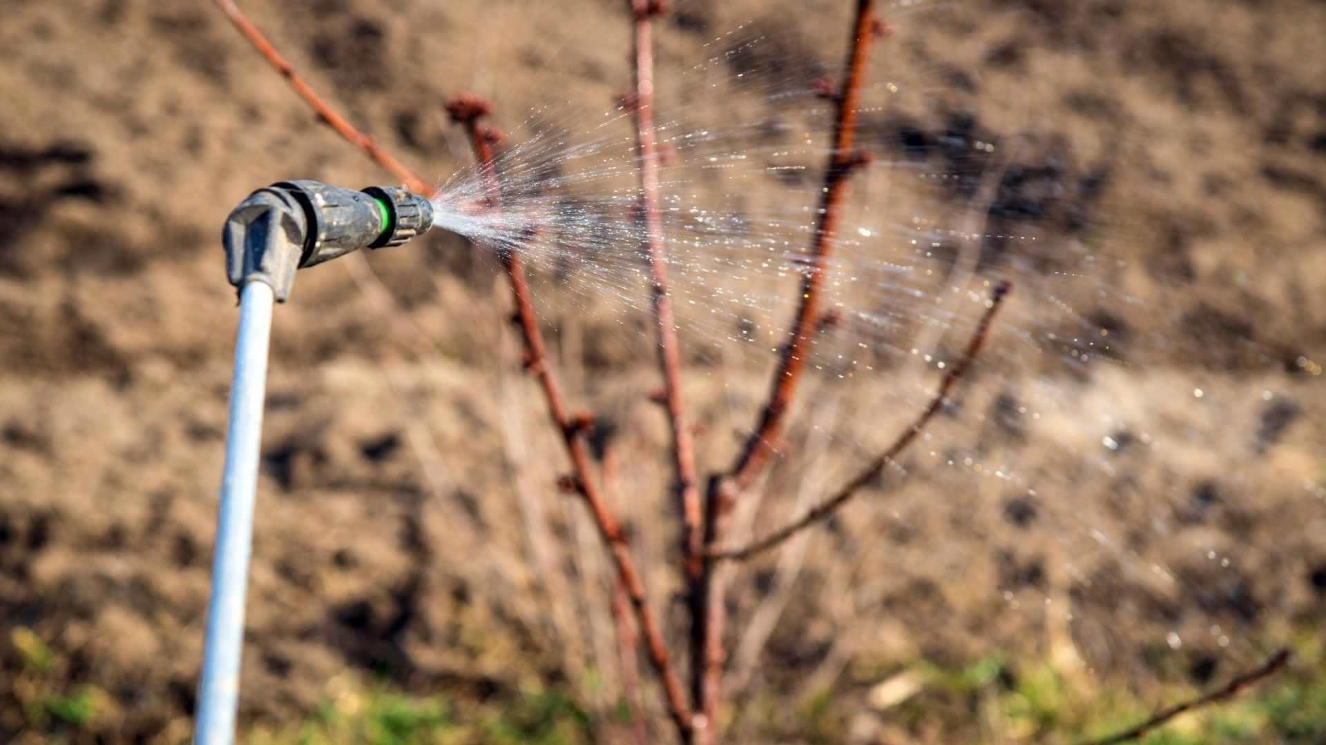 İzmirlilere Sorduk Bulunduğunuz Bölgede Ilaçlama Yapıldı Mı (2)