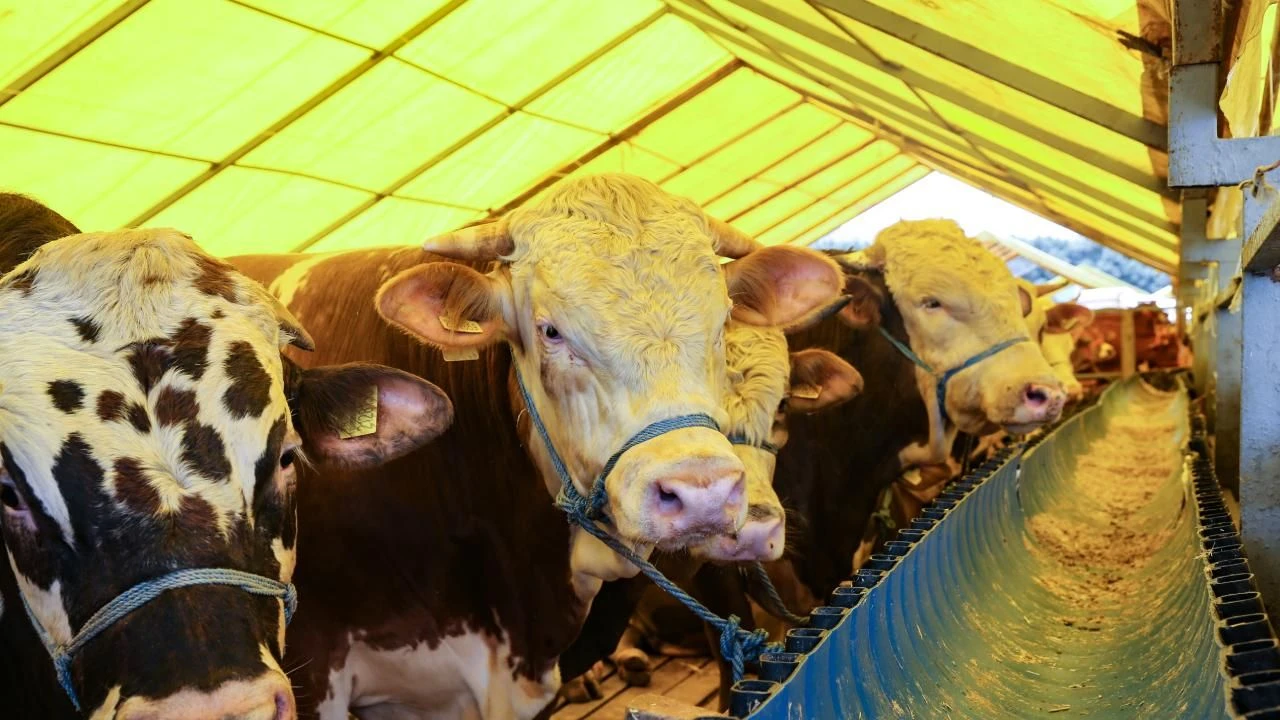 Kurbanlık fiyatları belli oldu: Hisse bedelleri ne kadar?