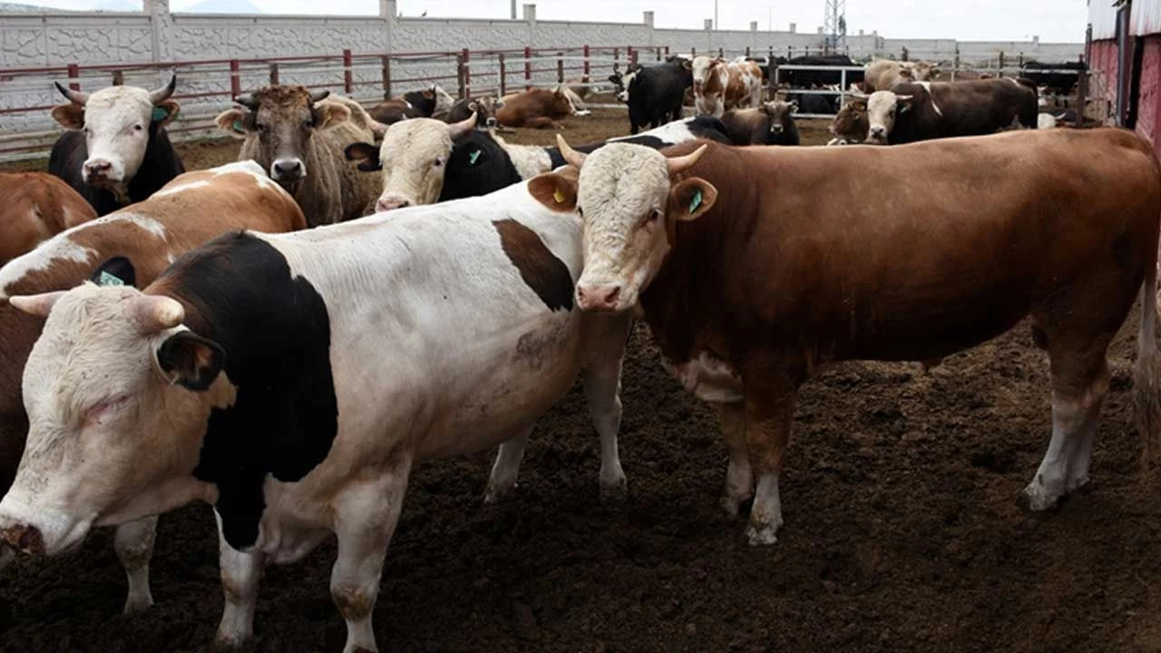 2026 kurbanlık fiyatları belli oldu! Büyükbaş 400 bin TL’ye dayandı