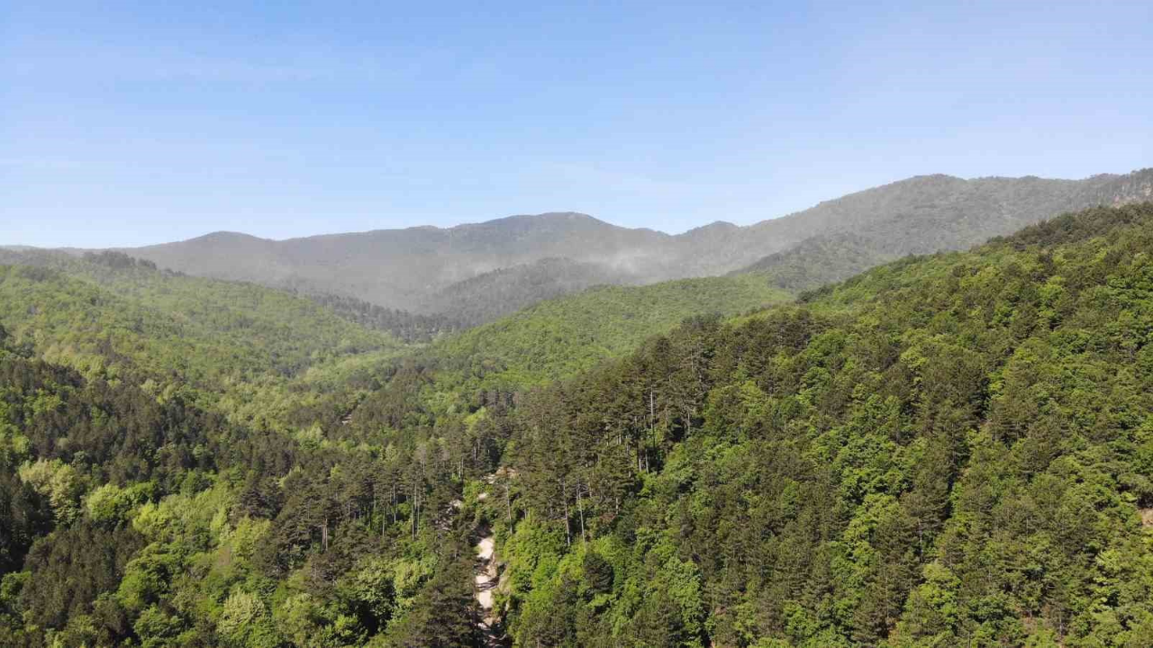 Ormana Giriş Yasak2