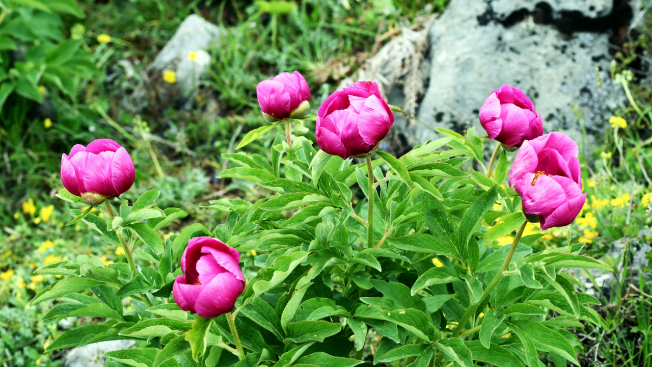 Izmirdesondakika (1)-224