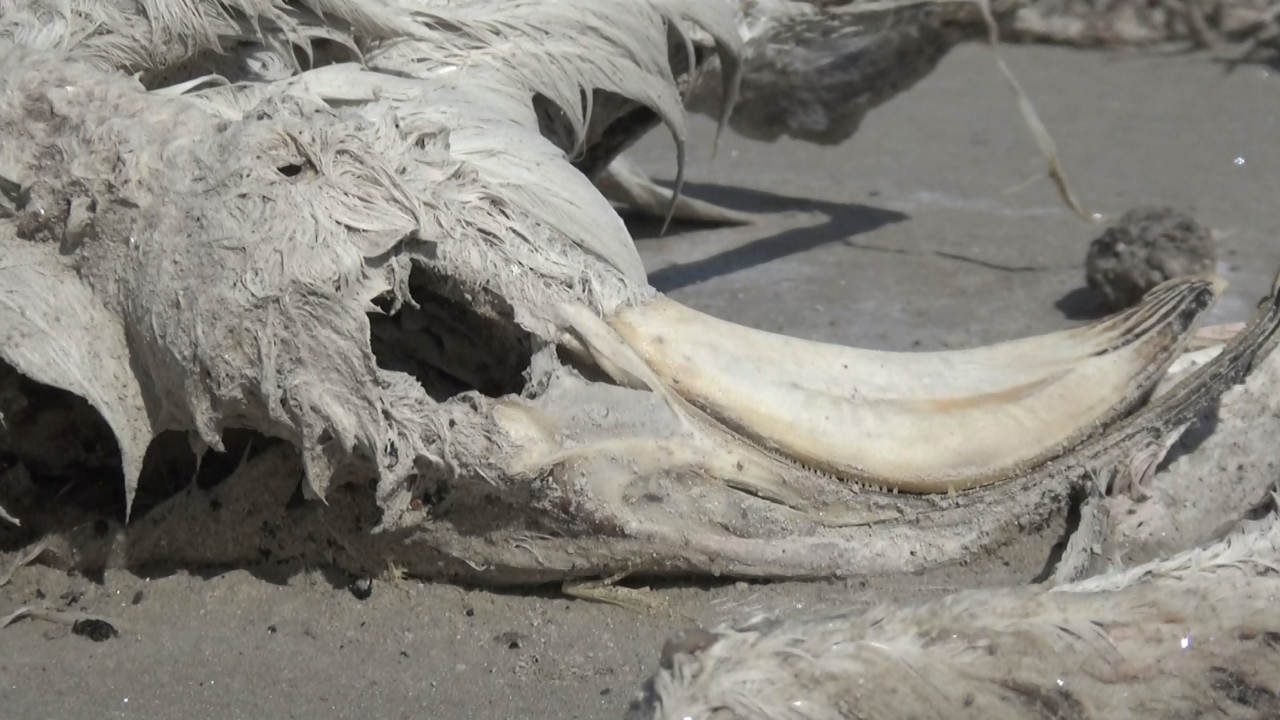 Izmirdesondakika (1)-279