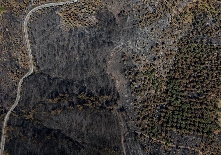 50Dd9A9E 77E9 4D5C 9C04 B119Cd4F19Dc