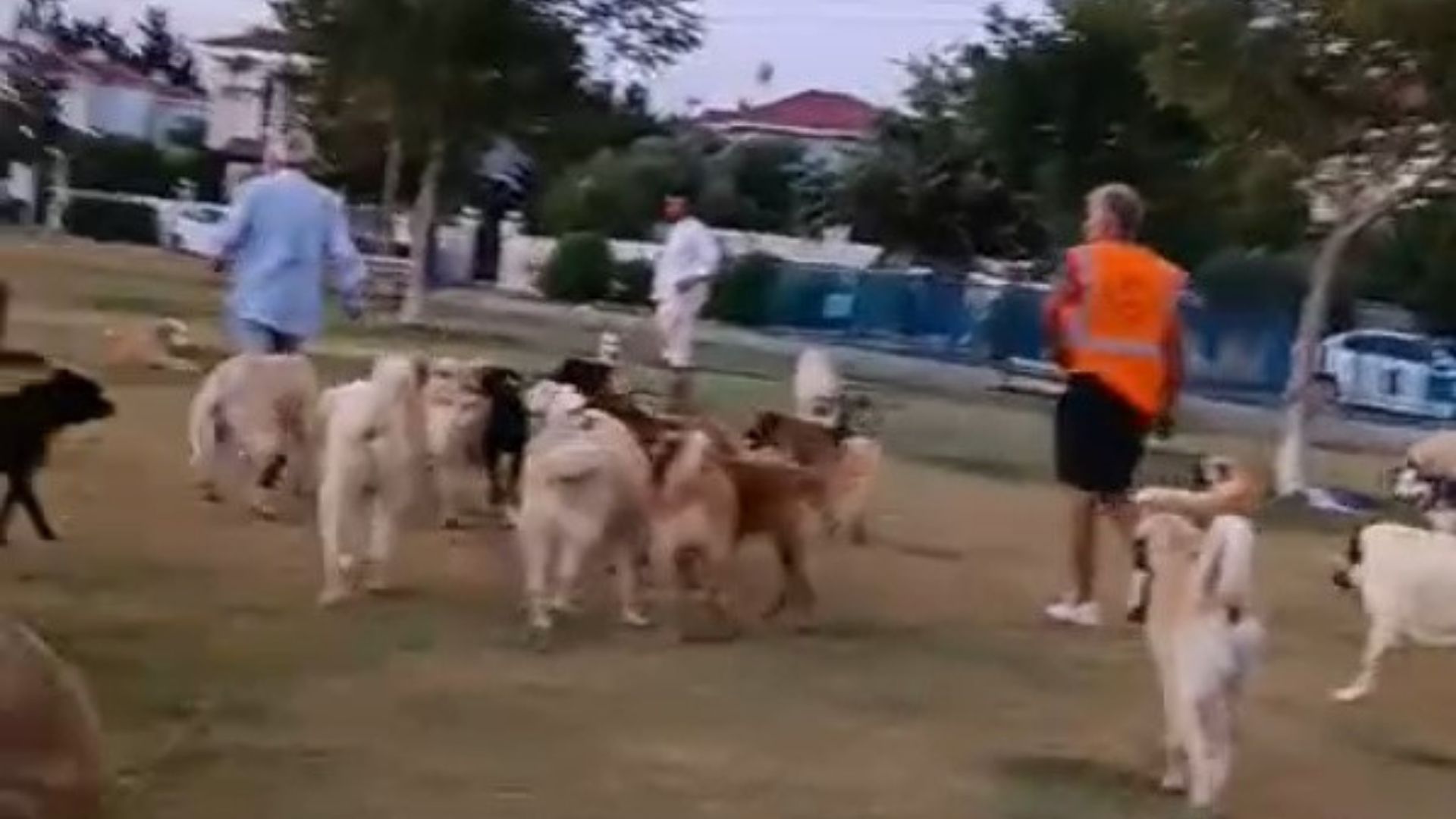 Çeşme’de Yüzlerce Hayvan El Birliğiyle Alevlerden Kurtarıldı2