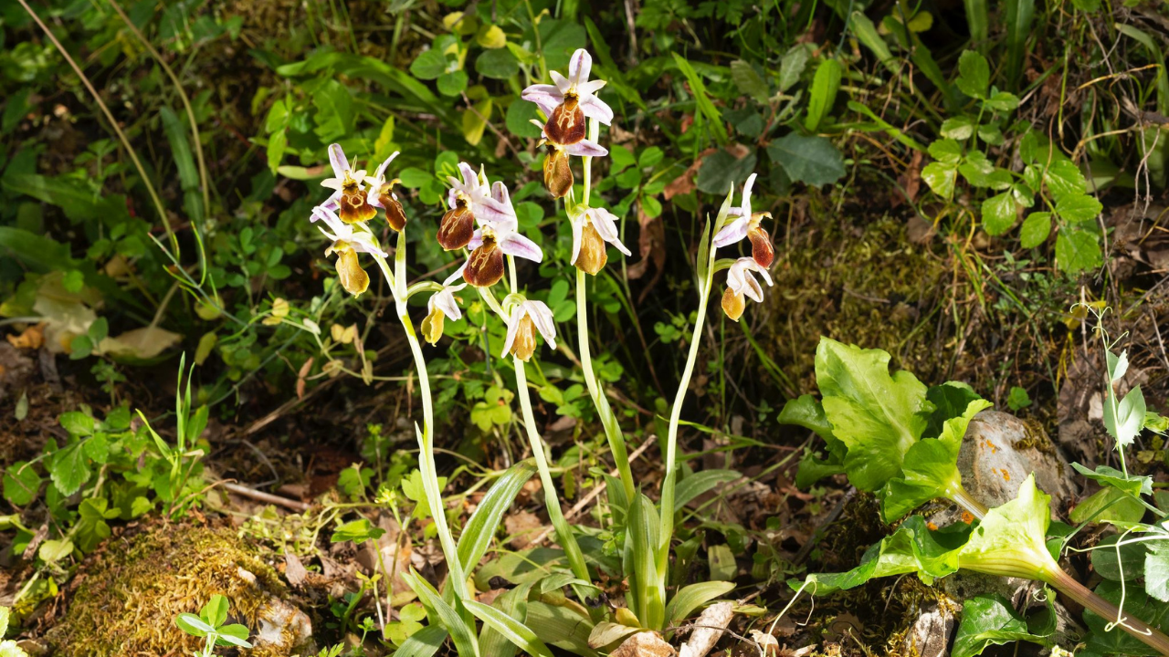 Izmirdesondakika (1)-349