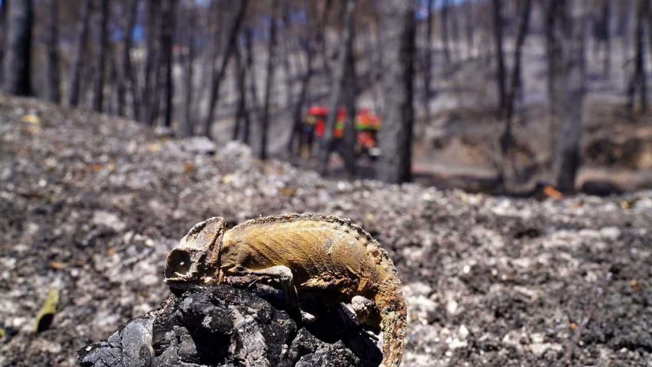 Orman Yangınları Ekosistemi Tehdit Ediyo
