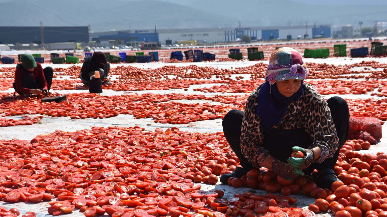 Torbalı’nın Coğrafi Işaretli Kuru Domatesi Dünya Sofralarında Yerini Alıyor