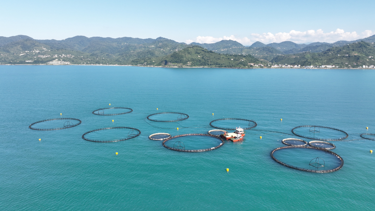 Türk Su Ürünleri Sektörü Ihracatta Vites Yükseltti 1