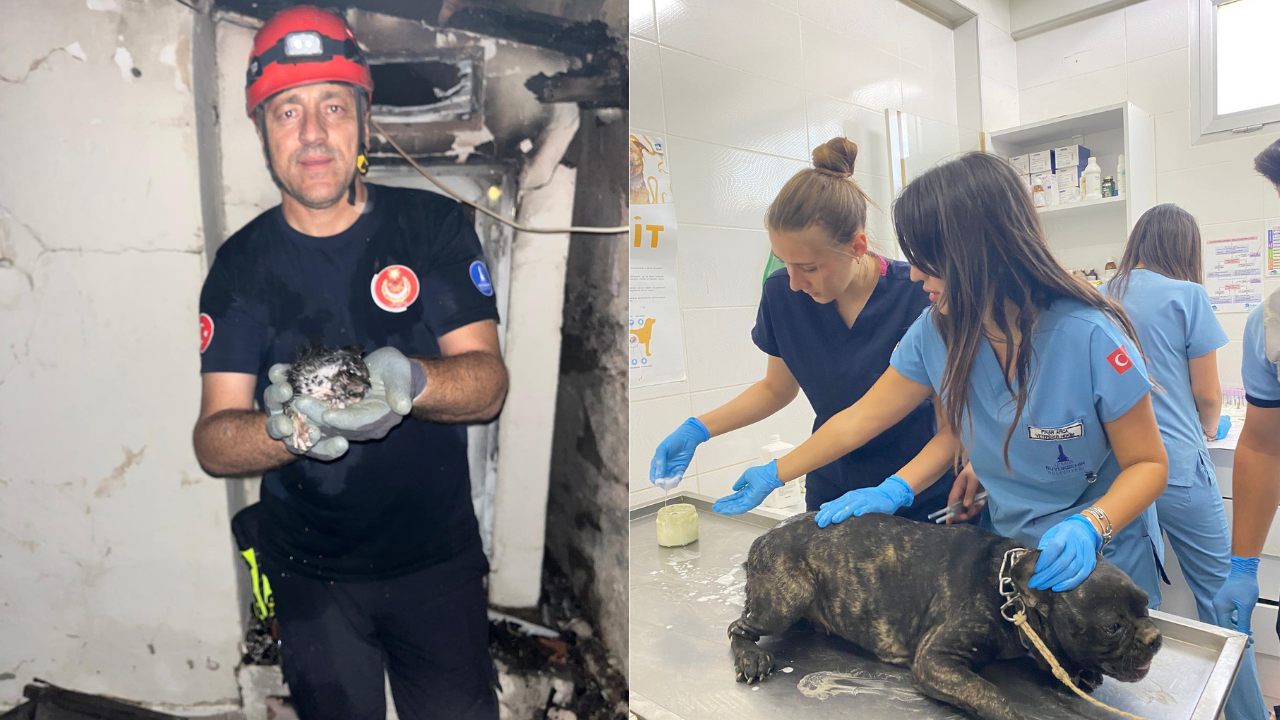 Veteriner Ekipleri Yangınn