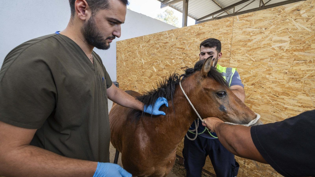 Bucadaki Atlar Pakoda