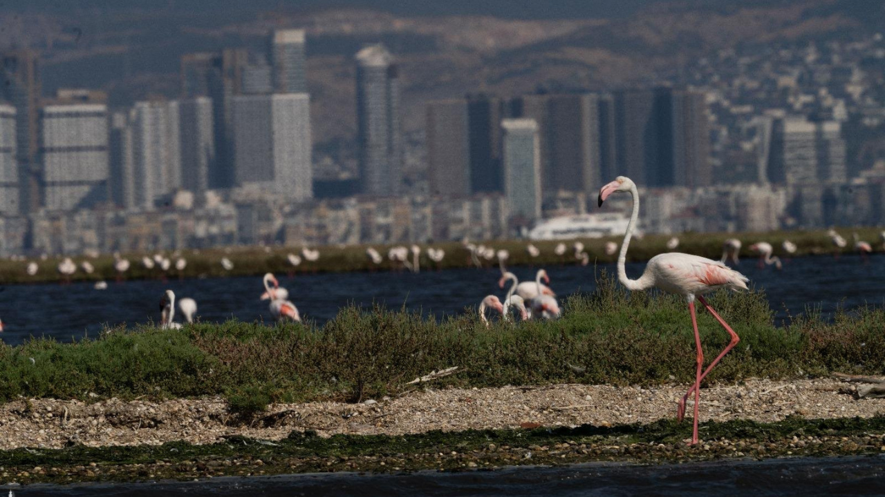 Flamingo Yolu Izmir 1