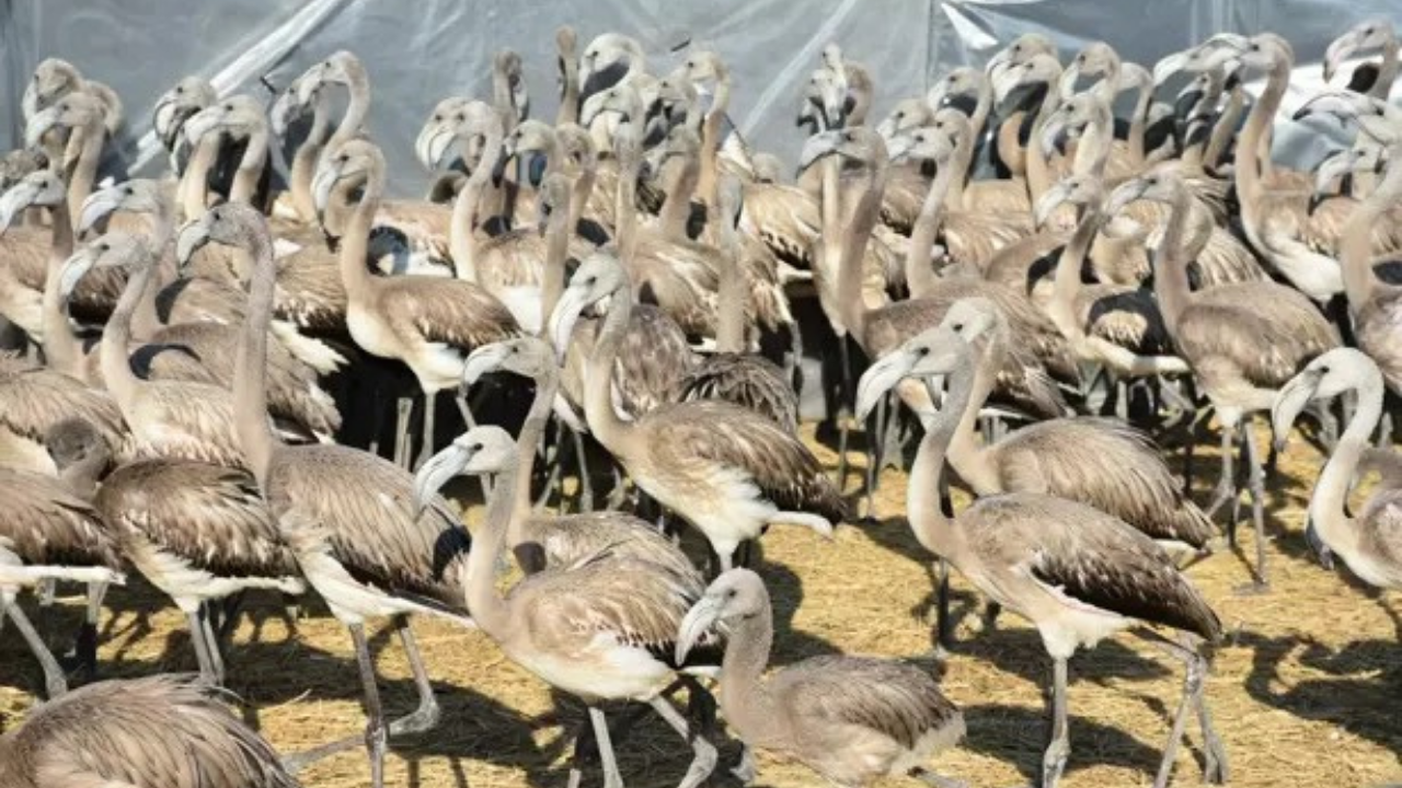 Flamingol1
