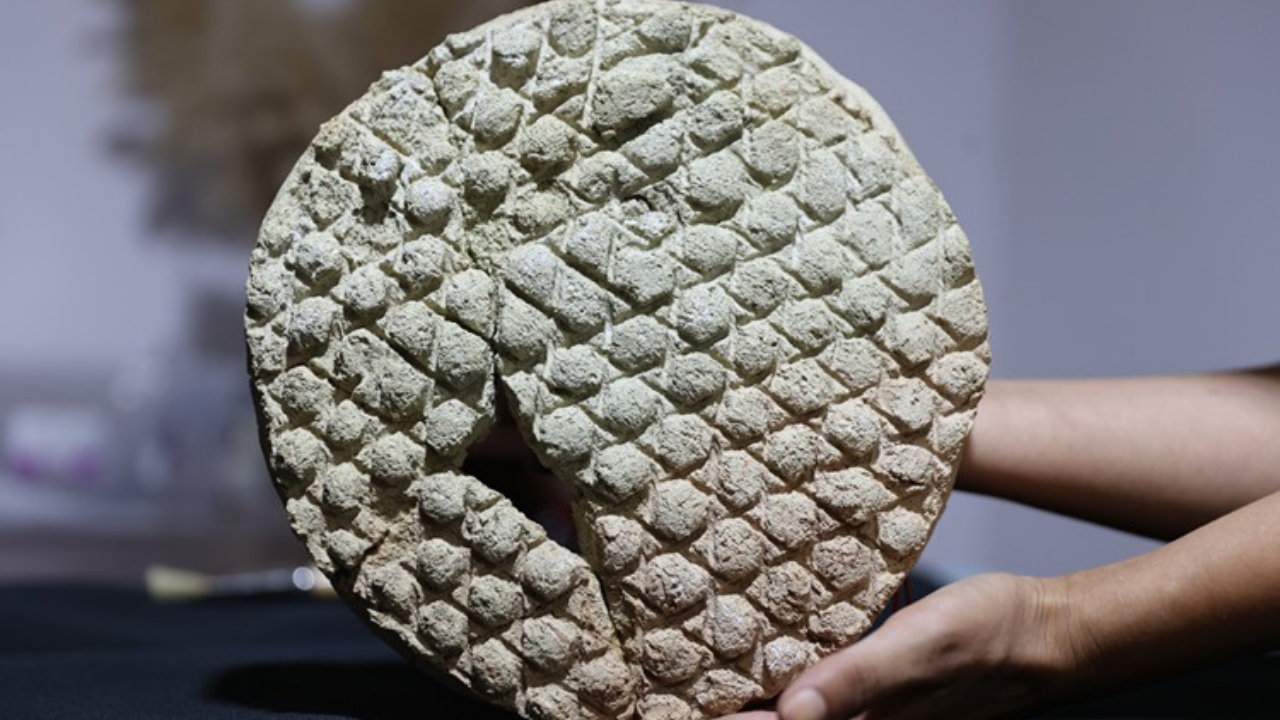 Harran’da 800 Yıllık Baklava Desenli Ekmek Kalıbı Bulundu (3)