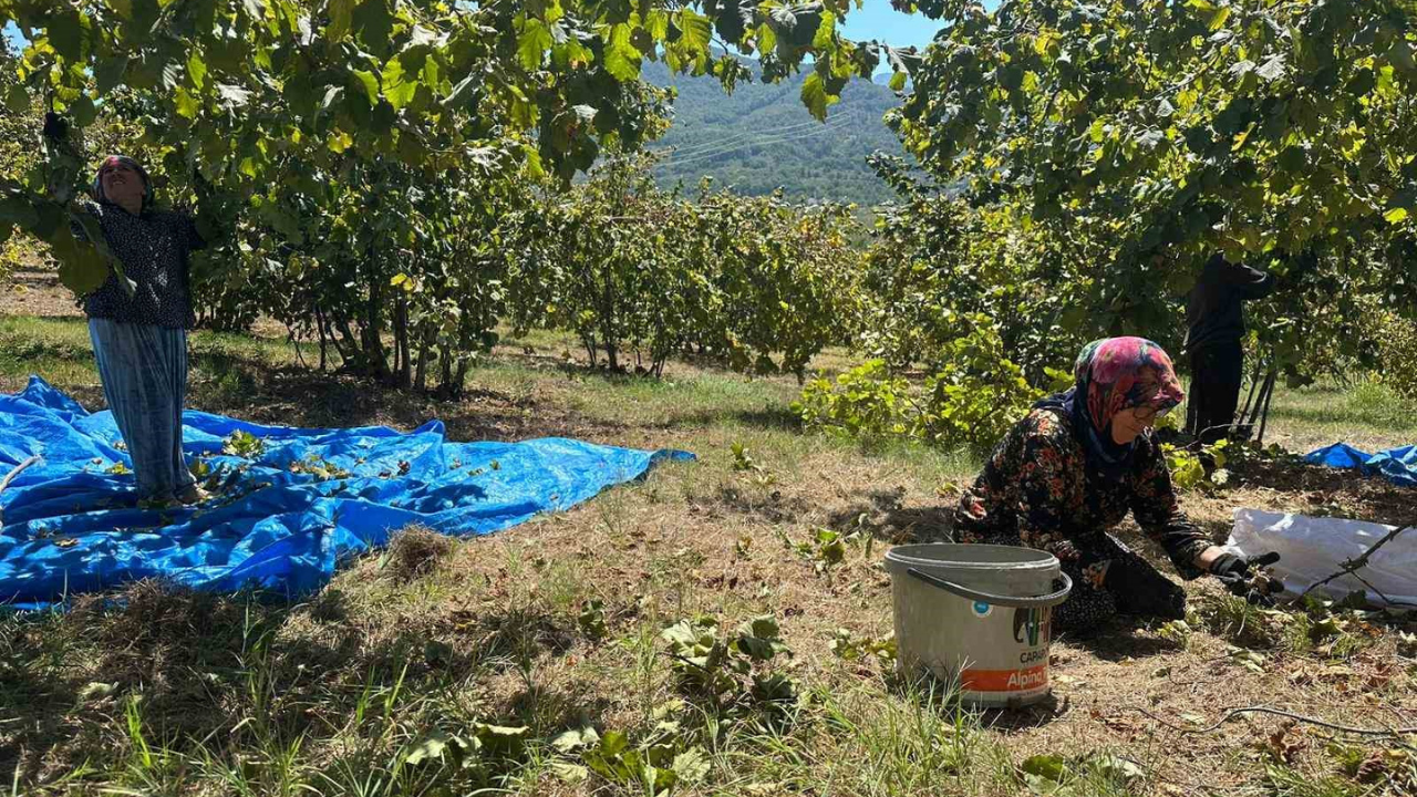 Zonguldak Fındık (2)