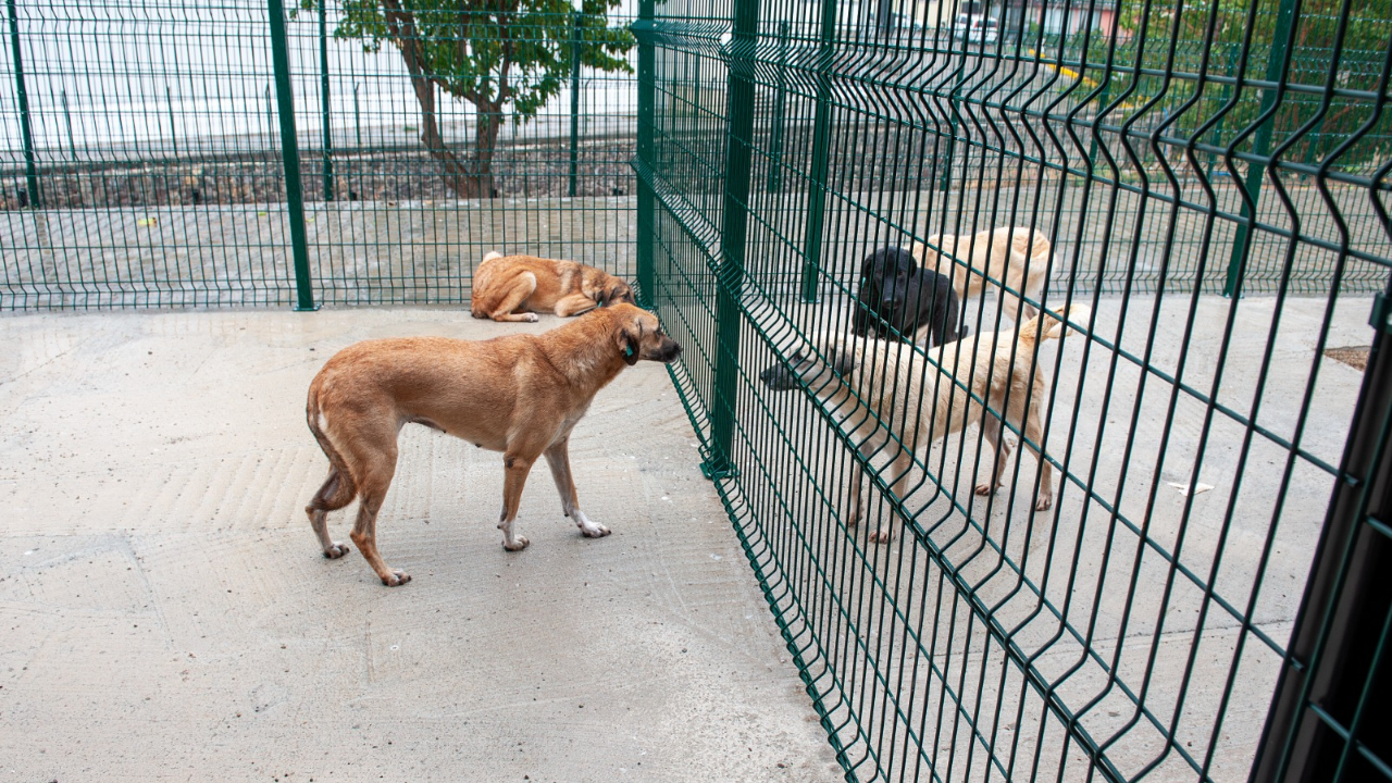 Bakioğlu Can Dostlarımız Yaşam Merkezi 1