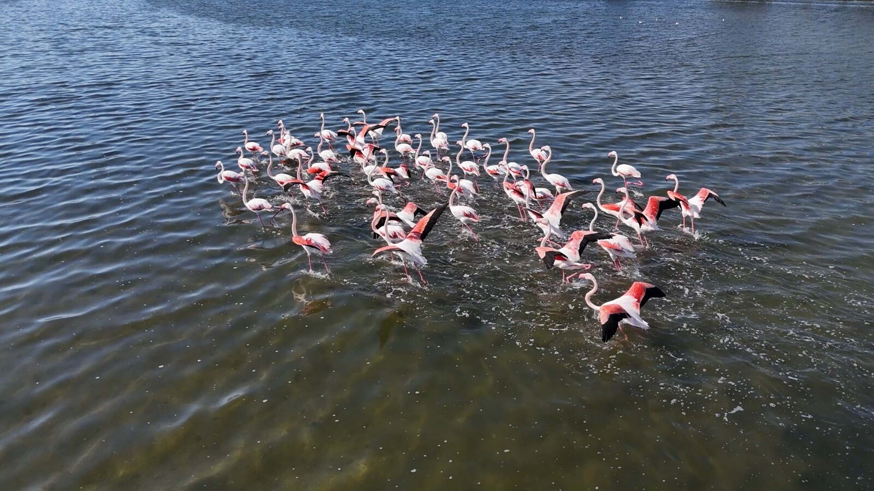 C A K A L B U R N U L A G U N U’ N D E S O N B A H A R M A N Z A R A S I 959430 284906