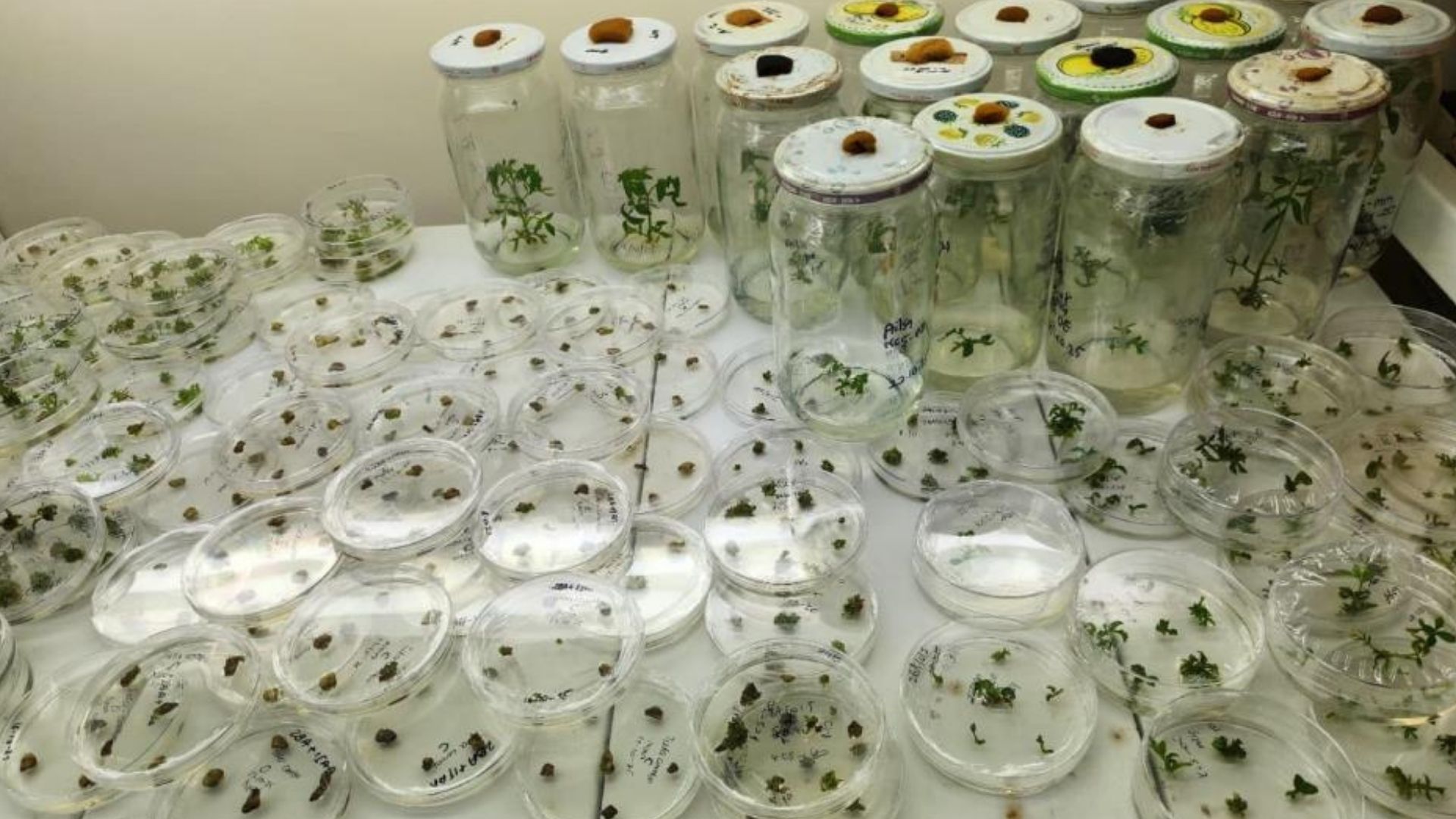 Süper Domates Antioksidanı Yüksek Yeni Tür Geliştirilecek (1)