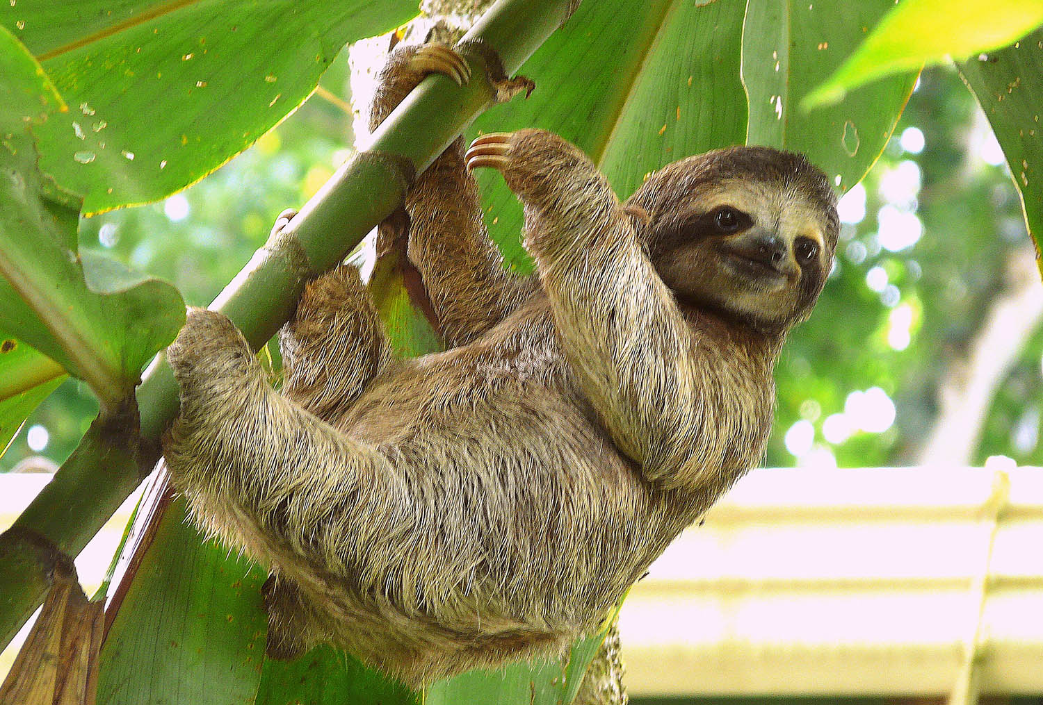 Tembel Hayvanlar Hakkinda Bilinmeyenler 5