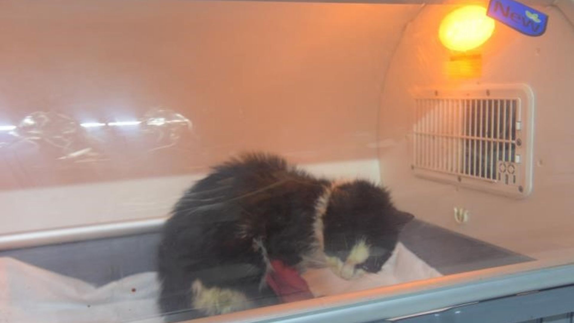 Distal Oblik Kırığı Tespit Edilen Kedi Ameliyatla Sağlığına Kavuştu (1)